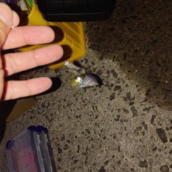 イワシ、サバ、アジ。