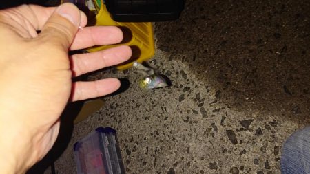 イワシ、サバ、アジ。