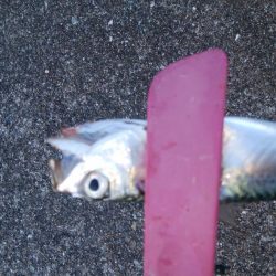 タチウオ調査後さばさばさばさば