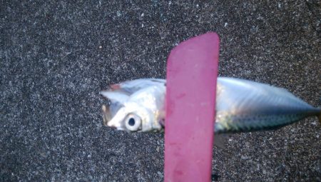 タチウオ調査後さばさばさばさば