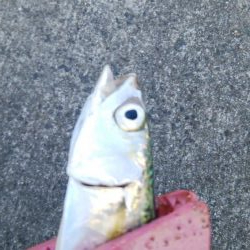 タチウオは不在もサバ祭り