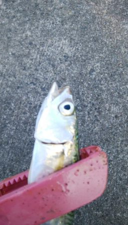 タチウオは不在もサバ祭り