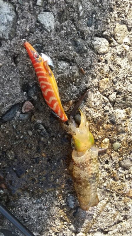 新子エギング！40杯オーバー