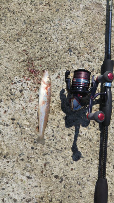 タチウオ&キスリベンジ