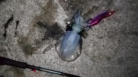 ナイトエギング