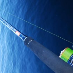 今年もタチウオ遅いな～