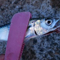 タチウオ調査は続く