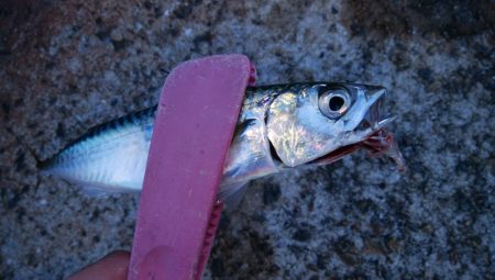 タチウオ調査は続く