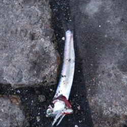 どこもかしこもサバしかおらん