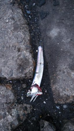 どこもかしこもサバしかおらん