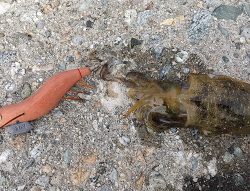 サーフエギングで30杯