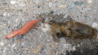 サーフエギングで30杯