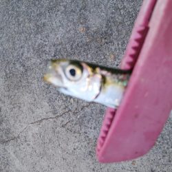 タチウオ調査でイサキ