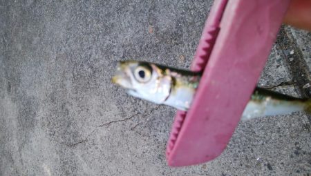 タチウオ調査でイサキ