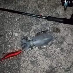 マズメ～ナイトエギングで胴長15cm