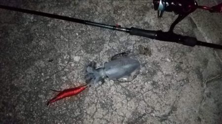 マズメ～ナイトエギングで胴長15cm