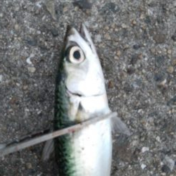 タチウオ調査でやっとタチウオ