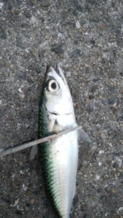 タチウオ調査でやっとタチウオ