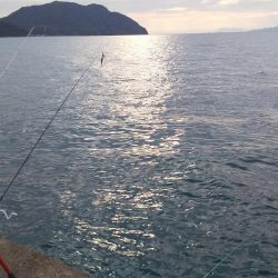 アオリイカ調査