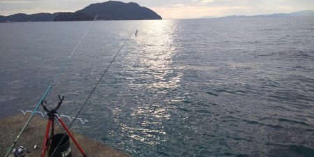 アオリイカ調査