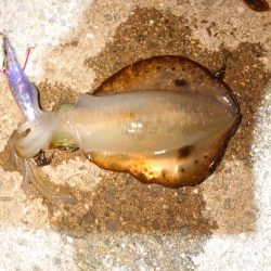 いなくはないけど数は少ない