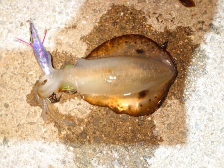 いなくはないけど数は少ない