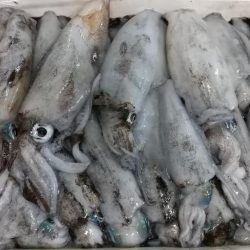 ナイトエギング