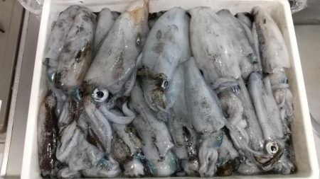 ナイトエギング