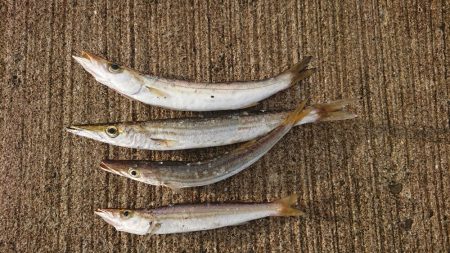 カマス入れ食いだったのに