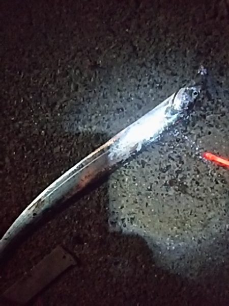 たちうおエサなくなるまで釣れる