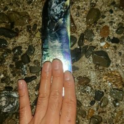 タチウオ！絶好調です！