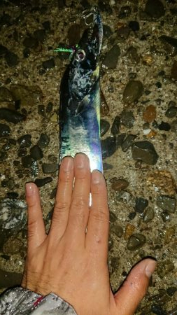 タチウオ！絶好調です！