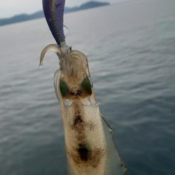 今季初エギング！