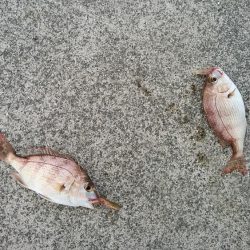 東二見白灯台波止へキス調査