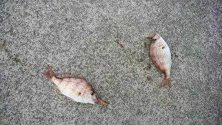 東二見白灯台波止へキス調査