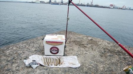 播磨新島のキスが釣れ始めました