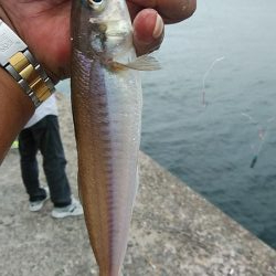 今日も播磨新島のキス調査