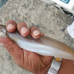 時合いバッチリの播磨新島釣行