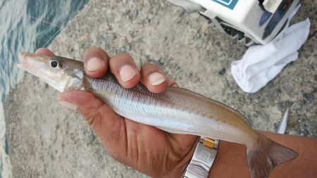 時合いバッチリの播磨新島釣行