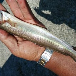 播磨新島でシーズン最大のキスが釣れました