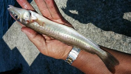 播磨新島でシーズン最大のキスが釣れました