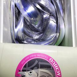 やっぱいた!タチウオ!
