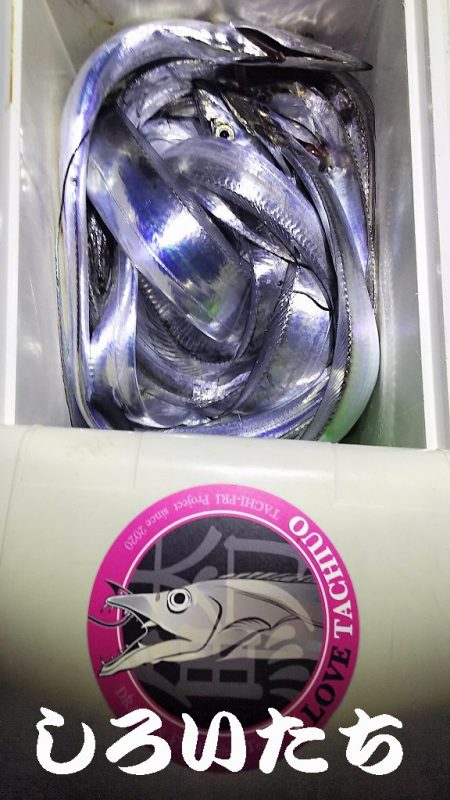 やっぱいた!タチウオ!