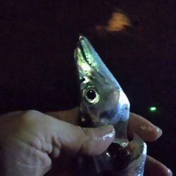 今日はタチウオ10匹釣る!と余裕のつもりが厳しかった!