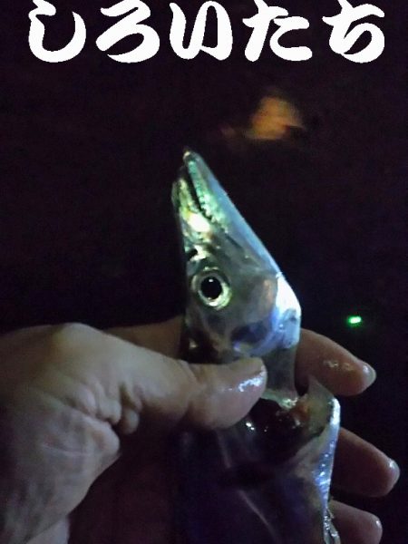 今日はタチウオ10匹釣る!と余裕のつもりが厳しかった!