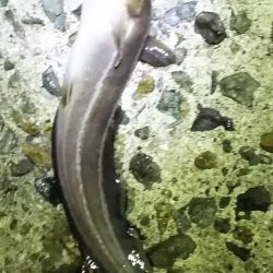 アジをねらうと、違う魚が釣れました。