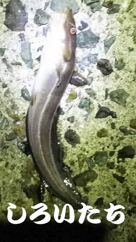 アジをねらうと、違う魚が釣れました。