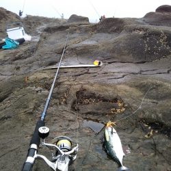 小雨の磯は穏やかでした
