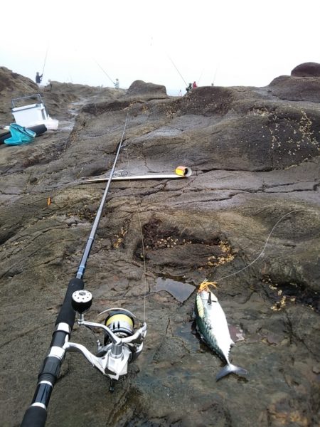 小雨の磯は穏やかでした