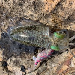 今シーズン初のアオリイカ